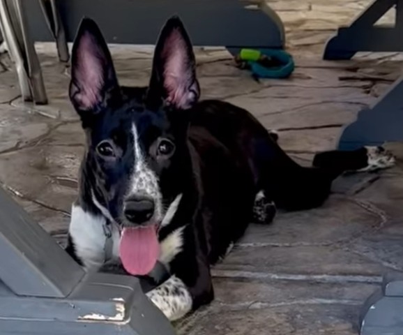 Shelter Stray Female Dog last seen FLINST ST & SUCKOW RD, 3951 Fruitvale Ave, Bakersfield, CA 93308, USA