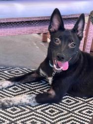 Shelter Stray Female Dog last seen FLINST ST & SUCKOW RD, 3951 Fruitvale Ave, Bakersfield, CA 93308, USA