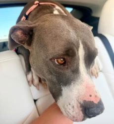 Shelter Stray Female Dog last seen Near BLOCK ARKANSAS AVE, BAKERSFIELD CA 93307, 3951 Fruitvale Ave, Bakersfield, CA 93308, USA