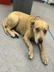 Shelter Stray Female Dog last seen Near BLOCK SEQUOIA DR, BAKERSFIELD CA 93308, 3951 Fruitvale Ave, Bakersfield, CA 93308, USA