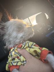 Reunited Female Dog last seen Maple grove and emerald, Boise, ID 83704