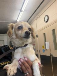 Shelter Stray Female Dog last seen ORANGE AVE, 130 Beyer Way, Chula Vista, CA 91911, USA