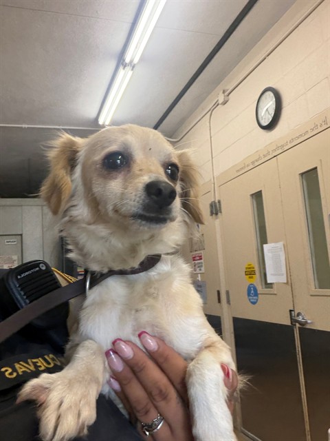 Shelter Stray Female Dog last seen ORANGE AVE, 130 Beyer Way, Chula Vista, CA 91911, USA
