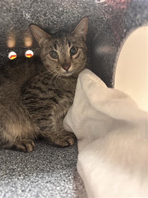 Shelter Stray Female Cat last seen ELK GROVE FLORIN RD / CAVINE RD, 9150 Union Park Way, Elk Grove, CA 95624, USA