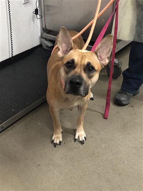 Shelter Stray Female Dog last seen Near BLOCK N BONADELLE AVE, FRESNO CA 93726 1870, 5277 E Airways Blvd, Fresno, CA 93727, USA