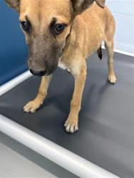 Shelter Stray Female Dog last seen Near BLOCK N GREGORY AVE FRESNO CA 93722, 5277 E Airways Blvd, Fresno, CA 93727, USA