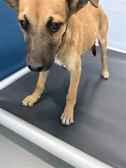 Shelter Stray Female Dog last seen Near BLOCK N GREGORY AVE FRESNO CA 93722, 5277 E Airways Blvd, Fresno, CA 93727, USA