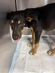 Shelter Stray Female Dog last seen Near BLOCK N GREGORY AVE FRESNO CA 93722, 5277 E Airways Blvd, Fresno, CA 93727, USA