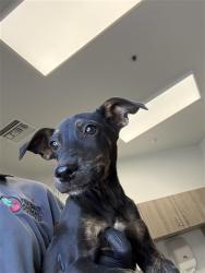 Shelter Stray Female Dog last seen Near BLOCK N GREGORY AVE FRESNO CA 93722, 5277 E Airways Blvd, Fresno, CA 93727, USA