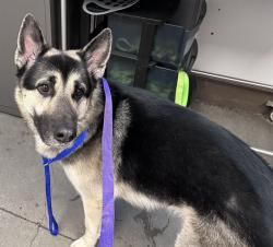Shelter Stray Male Dog last seen , 4000 N Silverbell Rd, Tucson, AZ 85745, USA
