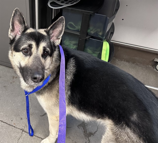 Shelter Stray Male Dog last seen , 4000 N Silverbell Rd, Tucson, AZ 85745, USA