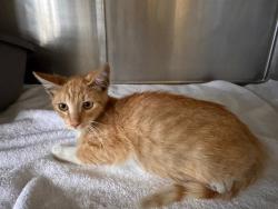 Shelter Stray Male Cat last seen 9TH/OLYMPIC, 1640 9th St, Santa Monica, CA 90404, USA