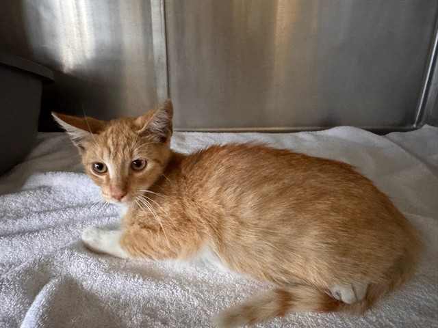 Shelter Stray Male Cat last seen 9TH/OLYMPIC, 1640 9th St, Santa Monica, CA 90404, USA