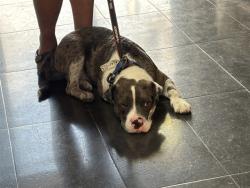 Shelter Stray Male Dog last seen Near BLOCK LOT, 1640 9th St, Santa Monica, CA 90404, USA