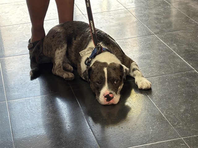 Shelter Stray Male Dog last seen Near BLOCK LOT, 1640 9th St, Santa Monica, CA 90404, USA