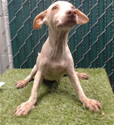 Shelter Stray Male Dog last seen , 11258 Garfield Ave, Downey, CA 90242, USA