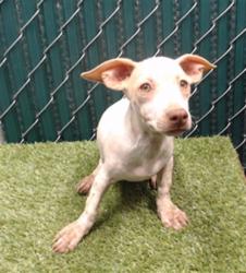 Shelter Stray Male Dog last seen , 11258 Garfield Ave, Downey, CA 90242, USA