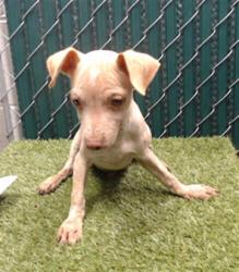 Shelter Stray Male Dog last seen , 11258 Garfield Ave, Downey, CA 90242, USA