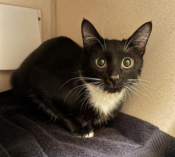 Shelter Stray Unknown Cat last seen Near BLOCK N CLARKSON ST, DENVER CO 80218, 1241 W Bayaud Ave, Denver, CO 80223, USA