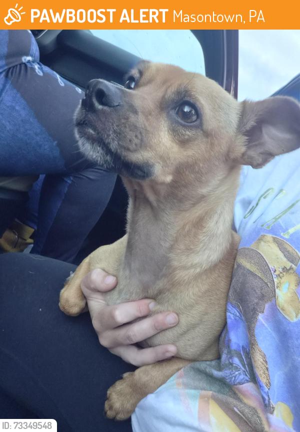 Found/Stray Male Dog last seen East harvey, Masontown, PA 15461