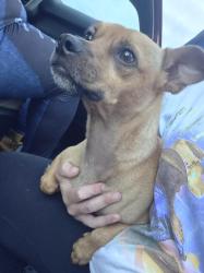 Found/Stray Male Dog last seen East harvey, Masontown, PA 15461