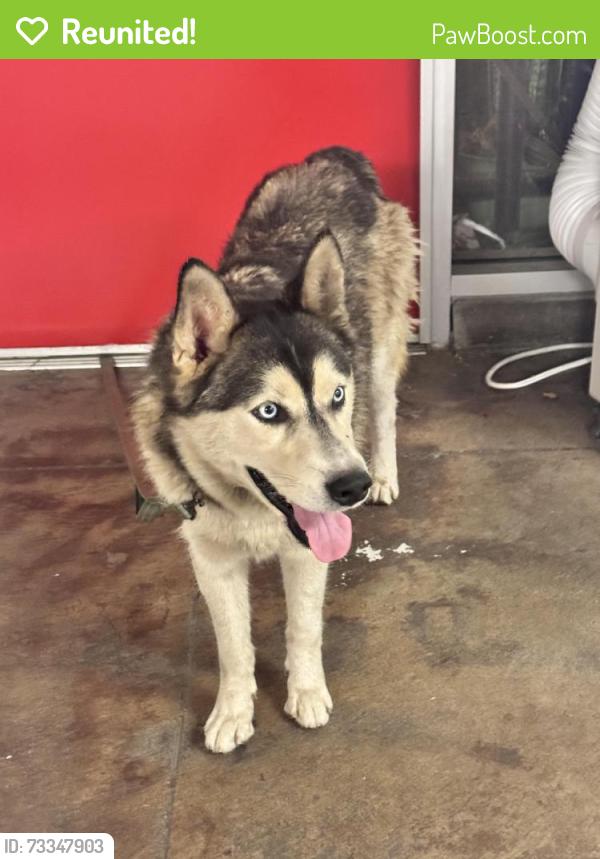 Reunited Unknown Dog last seen 7th and n Washington Pl, Long Beach, CA 90813