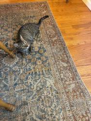 Lost Male Cat last seen academy and eubank, Albuquerque, NM 87111