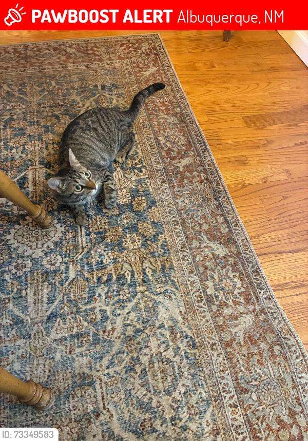 Lost Male Cat last seen academy and eubank, Albuquerque, NM 87111