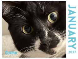 Reunited Male Cat last seen Syringa St. and Silver Elm Way, Meridian, ID 83646