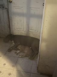 Lost Female Dog last seen Near julian st, Greensboro, NC 27406