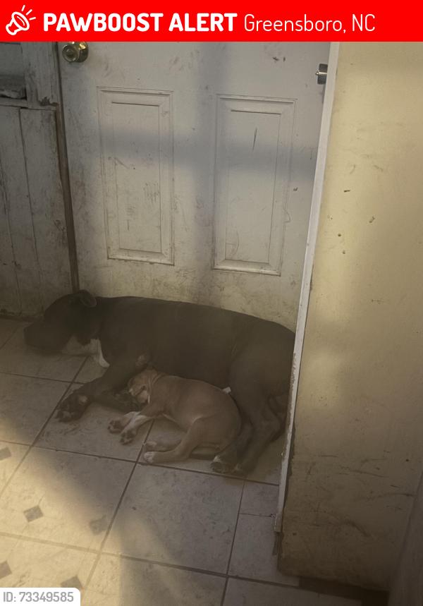 Lost Female Dog last seen Near julian st, Greensboro, NC 27406