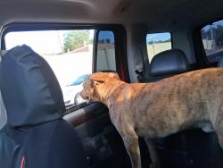 Found/Stray Male Dog last seen Zuni road near la michuacana, Albuquerque, NM 87108