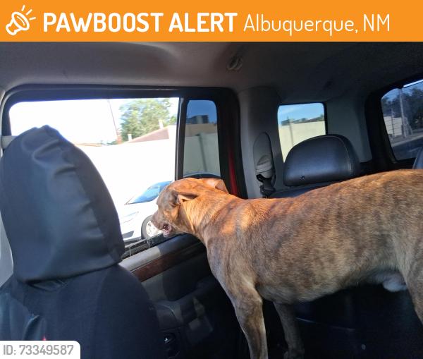 Found/Stray Male Dog last seen Zuni road near la michuacana, Albuquerque, NM 87108