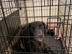 Reunited Female Dog last seen west lubbock near park apmts, Lubbock, TX 79414