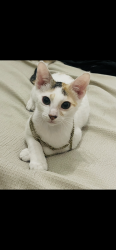 Reunited Female Cat last seen Near nw 83rd lane sunrise fl, Sunrise, FL 33351