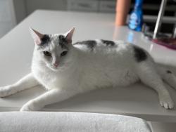 Lost Female Cat last seen High Meadow, Palm City, FL 34990