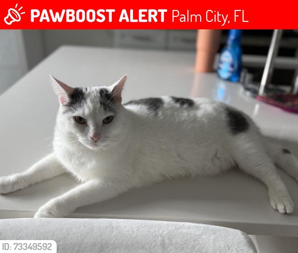 Lost Female Cat last seen High Meadow, Palm City, FL 34990
