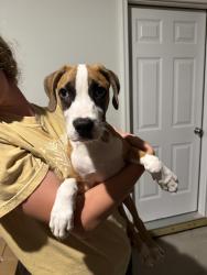 Found/Stray Male Dog last seen off of route 55 in Dunn, Dunn, NC 28334