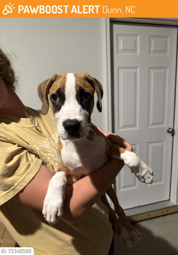 Found/Stray Male Dog last seen off of route 55 in Dunn, Dunn, NC 28334