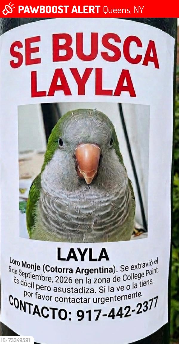 Lost Male Bird last seen Near st, Queens, NY 11356