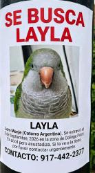 Lost Male Bird last seen Near st, Queens, NY 11356