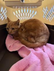 Shelter Stray Female Cat last seen FRUITRIDGE RD at 83RD ST, City of Sacramento, CA, 6201 Florin Perkins Rd, Sacramento, CA 95828, USA
