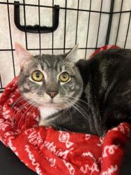 Shelter Stray Male Cat last seen Near Lake City Way NE, Seattle, WA, 2061 15th Ave W, Seattle, WA 98119, USA