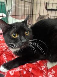 Shelter Stray Female Cat last seen Near Lake City Way NE, Seattle, WA, 2061 15th Ave W, Seattle, WA 98119, USA