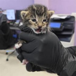 Shelter Stray Female Cat last seen Near Bahjat, CITY of El Paso, TX, 5001 Fred Wilson Ave, El Paso, TX 79906, USA