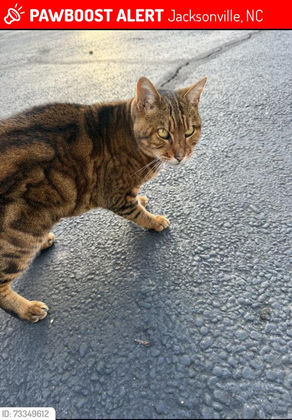 Lost Female Cat last seen Near Bear Ridge Farms, Jacksonville, NC 28540