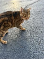 Lost Female Cat last seen Near Bear Ridge Farms, Jacksonville, NC 28540