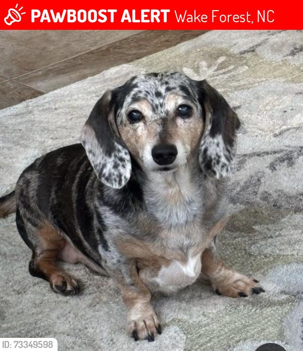 Lost Female Dog last seen Woodland Church Road and Pine Needles Drive, Wake Forest, NC 27587