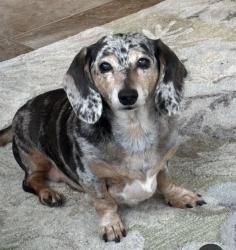 Lost Female Dog last seen Woodland Church Road and Pine Needles Drive, Wake Forest, NC 27587