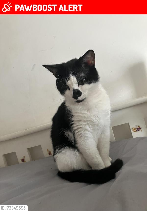 Lost Male Cat last seen Frampton street, Greater London, England NW8 8RX